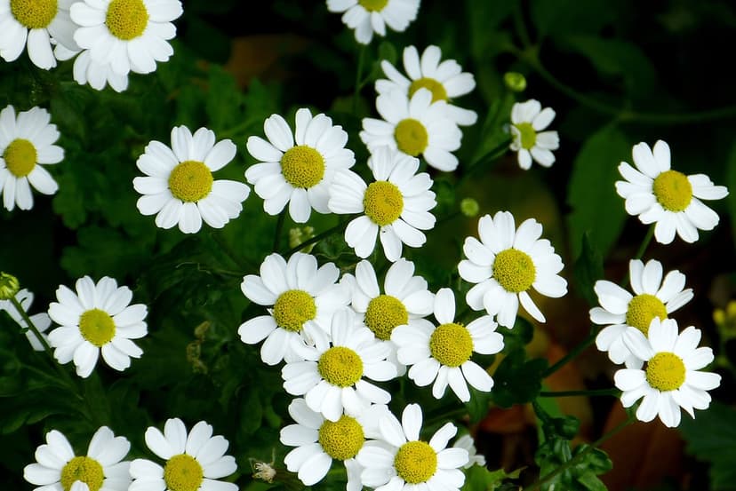 White chamomile flowers with golden centers bloom against a blurred dark green leafy background in close-up.