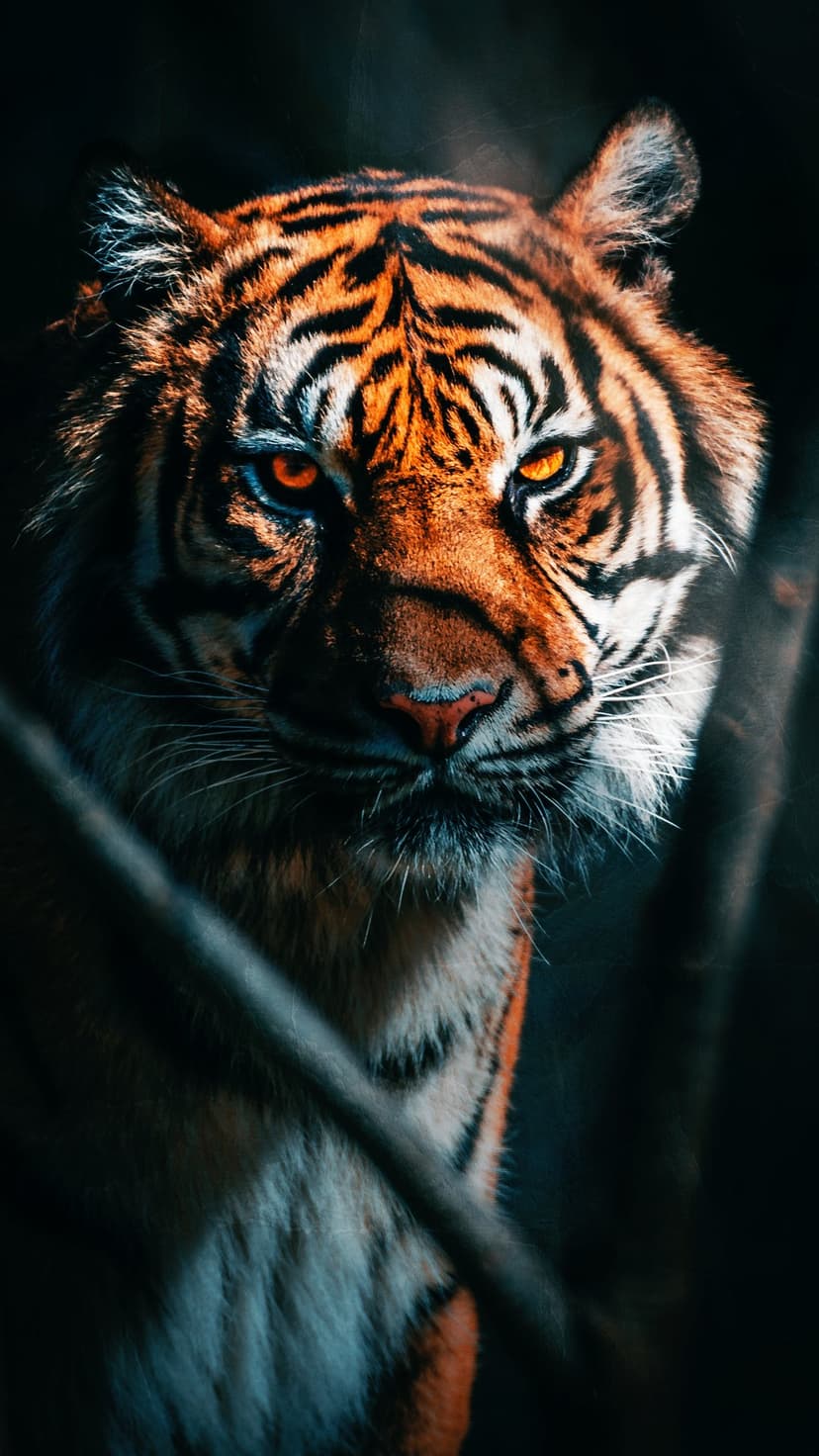 Tiger facial features highlighted by glowing amber eyes and thick black stripes emerging from a dark shadow.