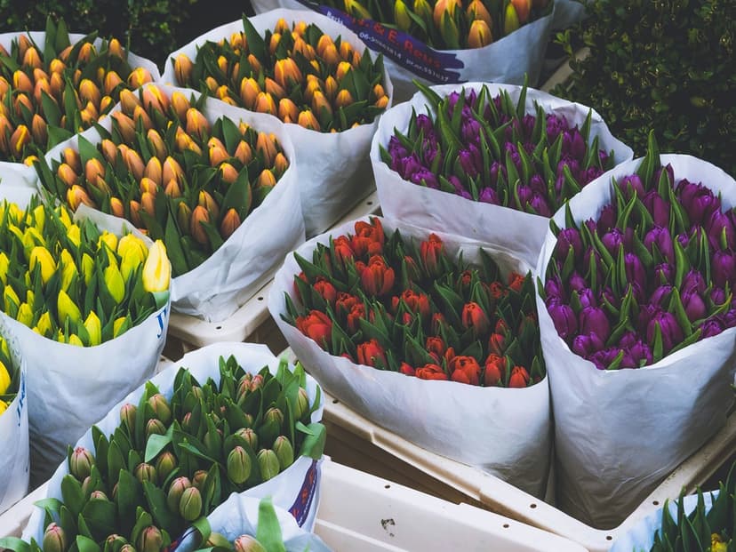 Colorful tulip bouquets in red, yellow, and purple wrapped in white paper at a vibrant outdoor flower market.