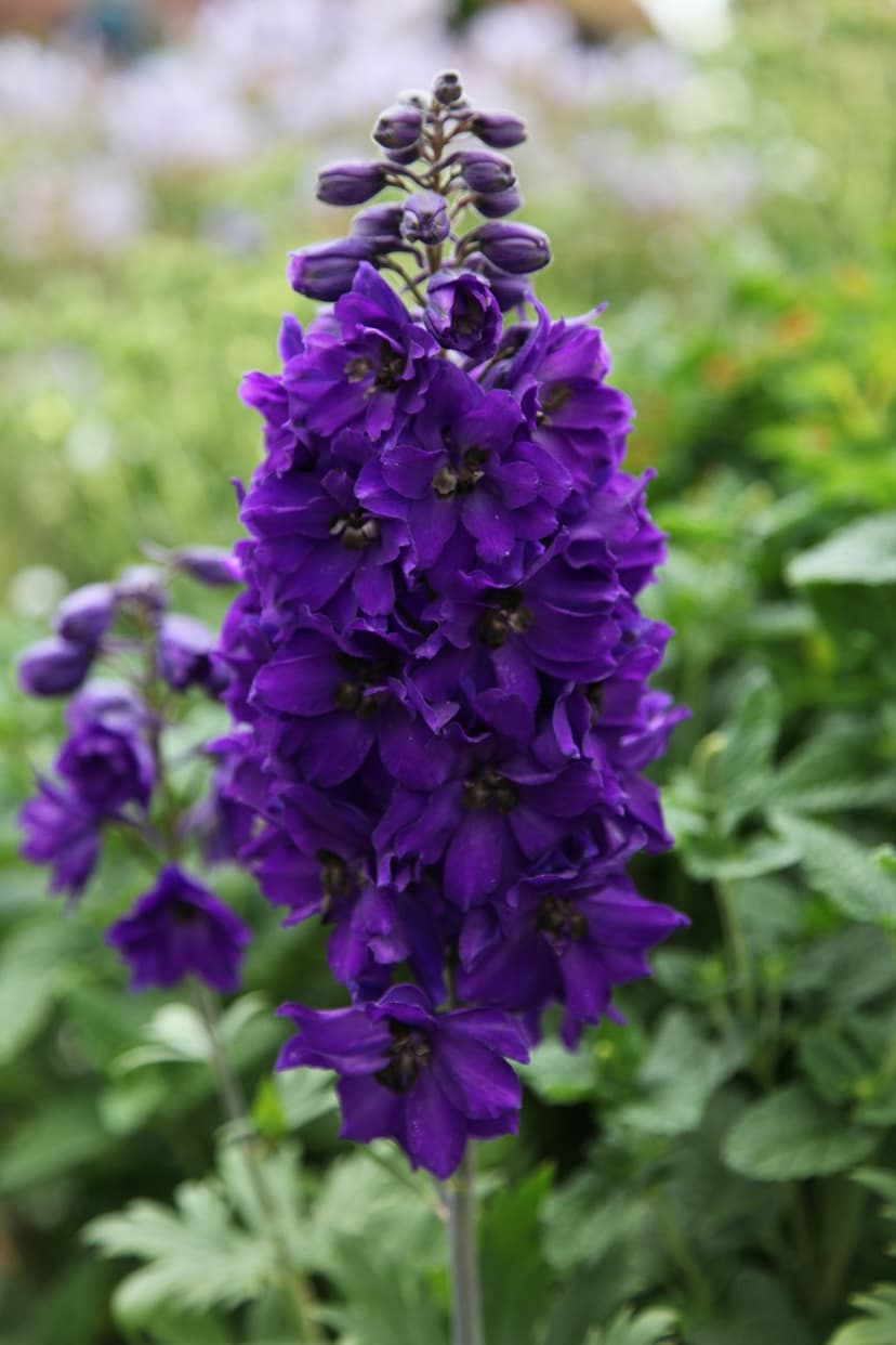 Purple delphinium stalk with layered petals and small green buds against a blurred garden foliage background.