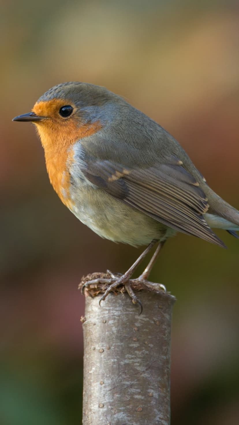 European Robin with an orange breast perches on a twig against a blurred background of autumn forest colors.