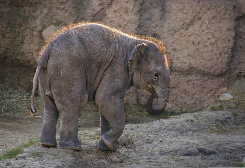 Baby elephant with fuzzy hair walks across sunlit rocks, highlighting trunk details and gray skin textures.
