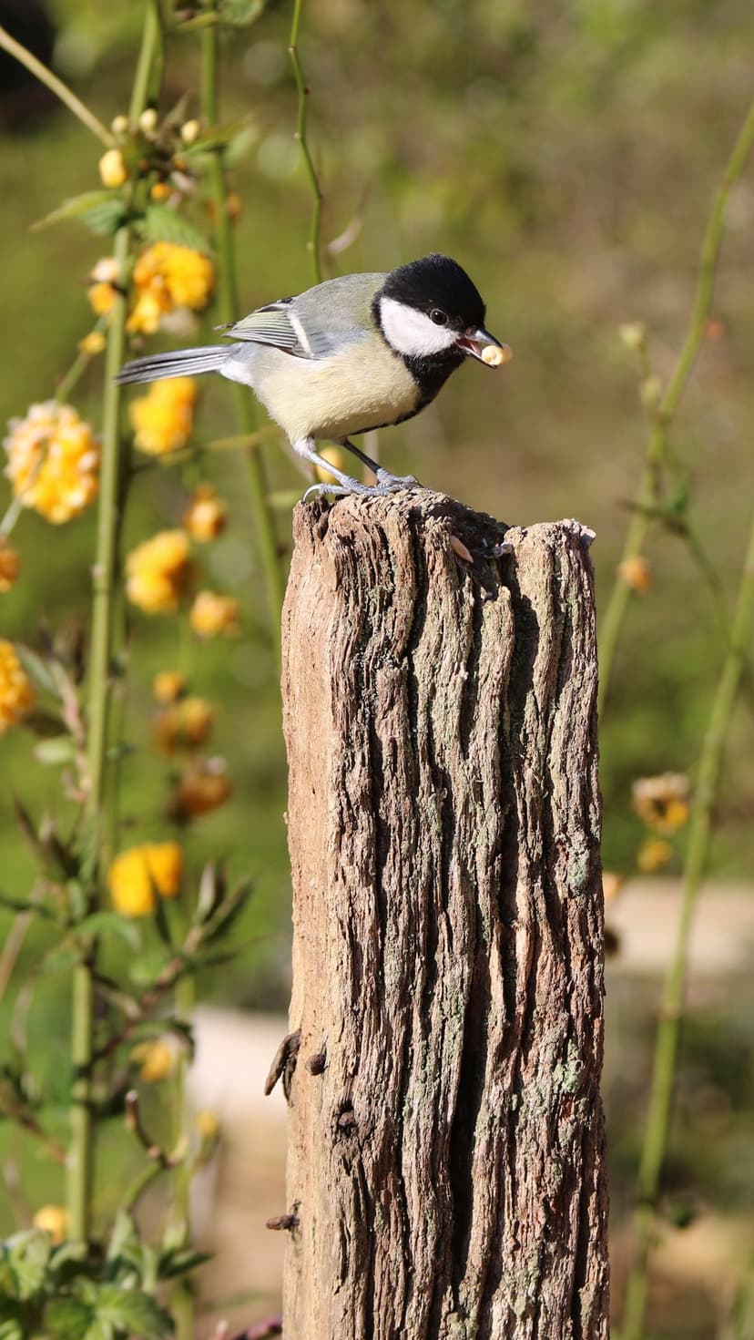 Great Tit bird with a seed in its beak perches on a weathered post against a blurred floral background.
