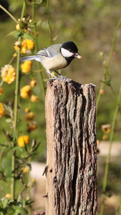 Great Tit Songbird on Post Wildlife Phone Wallpaper