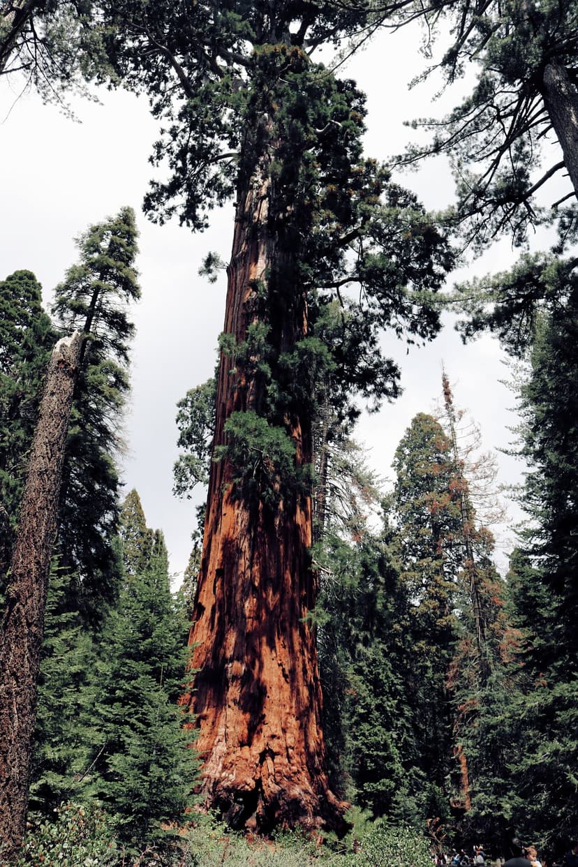Giant sequoia tree with thick reddish-brown bark stands in a dense evergreen forest under filtered sunlight.