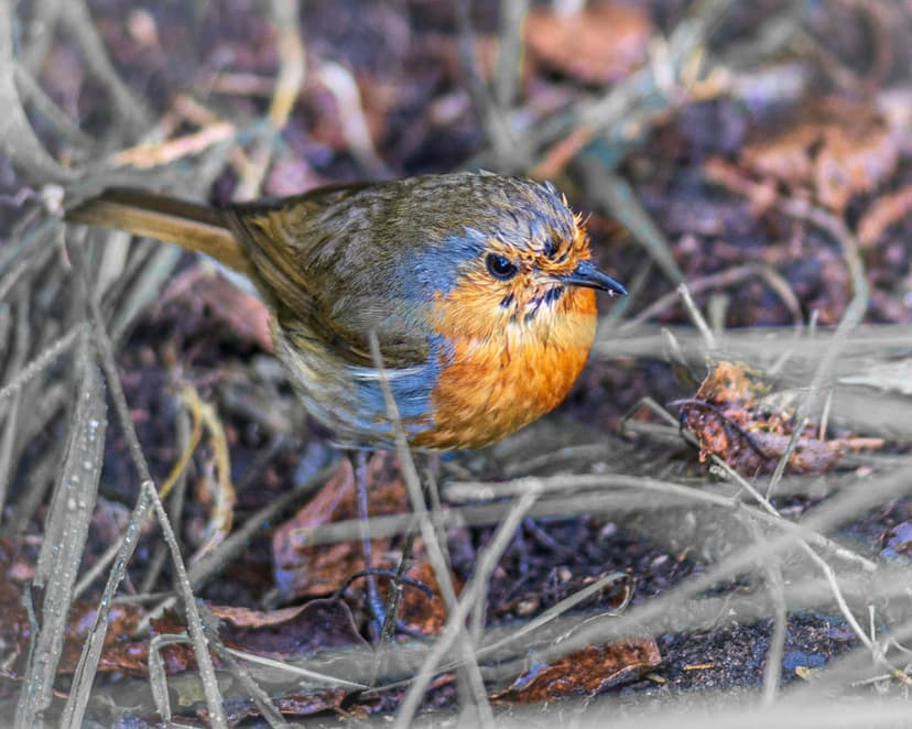 European Robin with a red breast perches on a forest floor covered in dried brown leaves and twigs.
