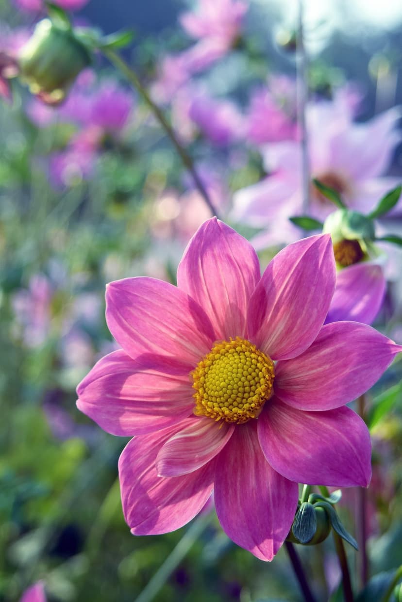 Pink dahlia flower with a yellow center surrounded by soft-focus purple flowers and green leaves in a garden.