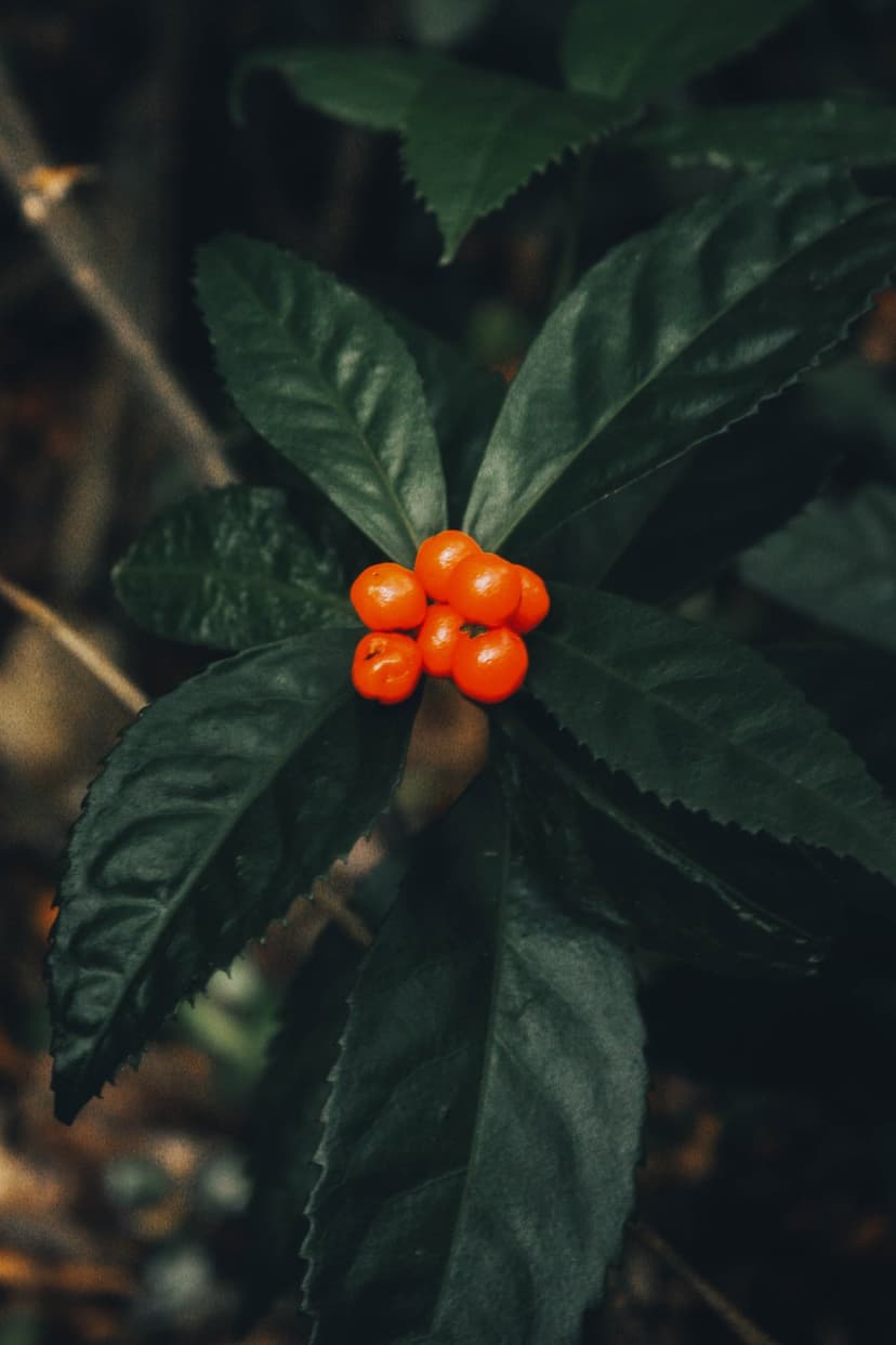 Orange berry cluster on textured dark green leaves with a blurred forest background in a vertical orientation.
