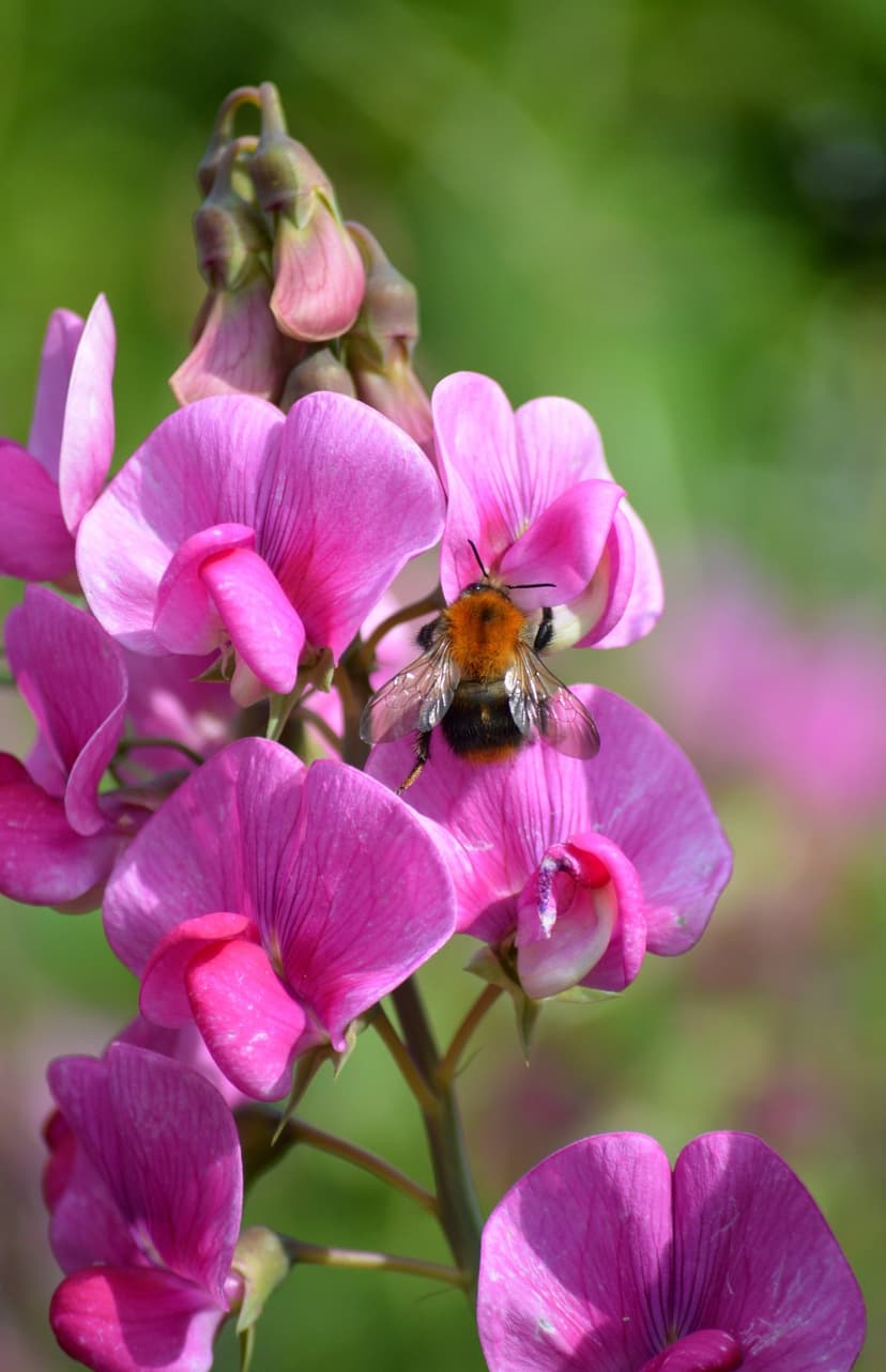 Bumblebee with orange markings rests on a pink sweet pea blossom under bright sunlight in a soft garden setting.