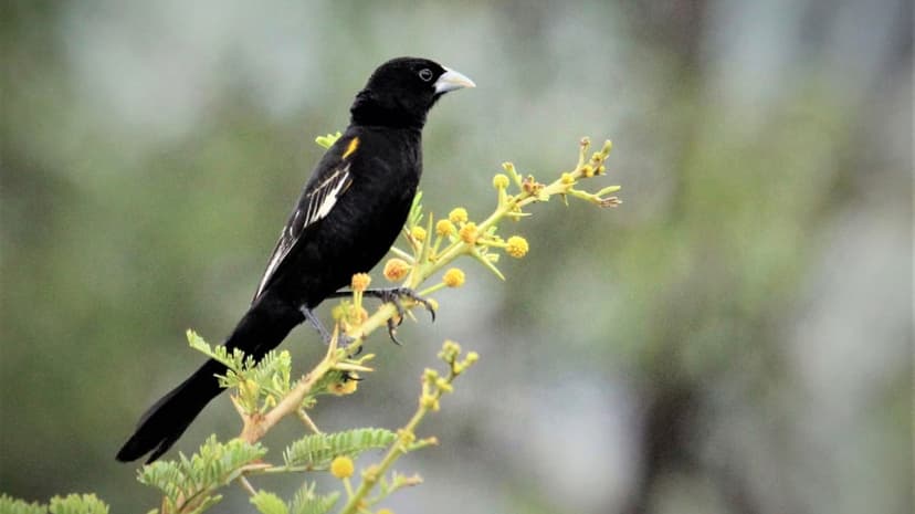 Black bird with white wing bars and yellow patches perches on a flowering branch against a soft green background.