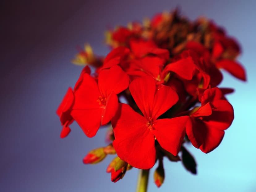 Red geranium petals with tiny water droplets glow in soft sunlight against a blurred green garden background.
