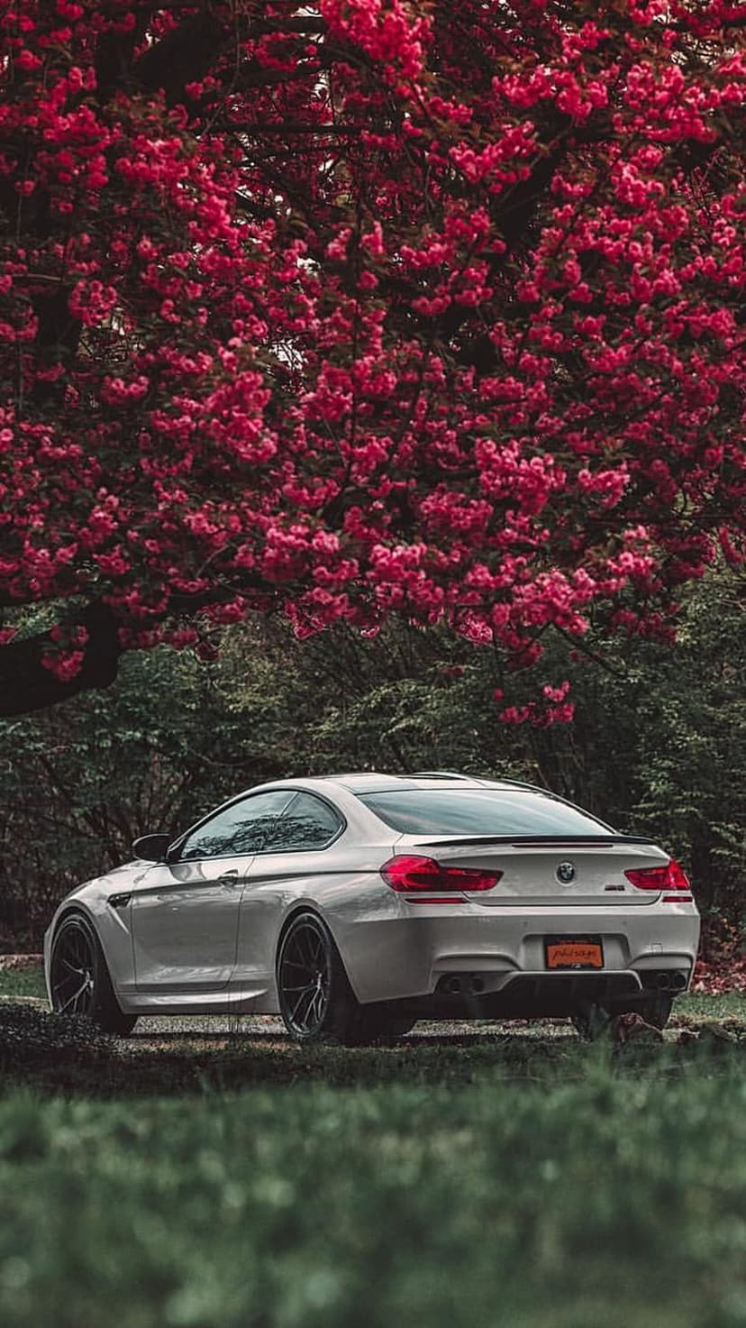 White BMW M6 coupe parked on a gravel path beneath a large tree covered in vibrant pink cherry blossoms.