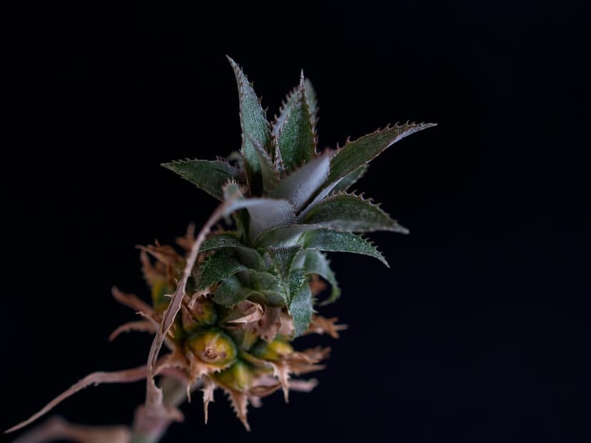 Young pineapple fruit with spiky green leaves and textured skin centered against a dark, shadowy background.