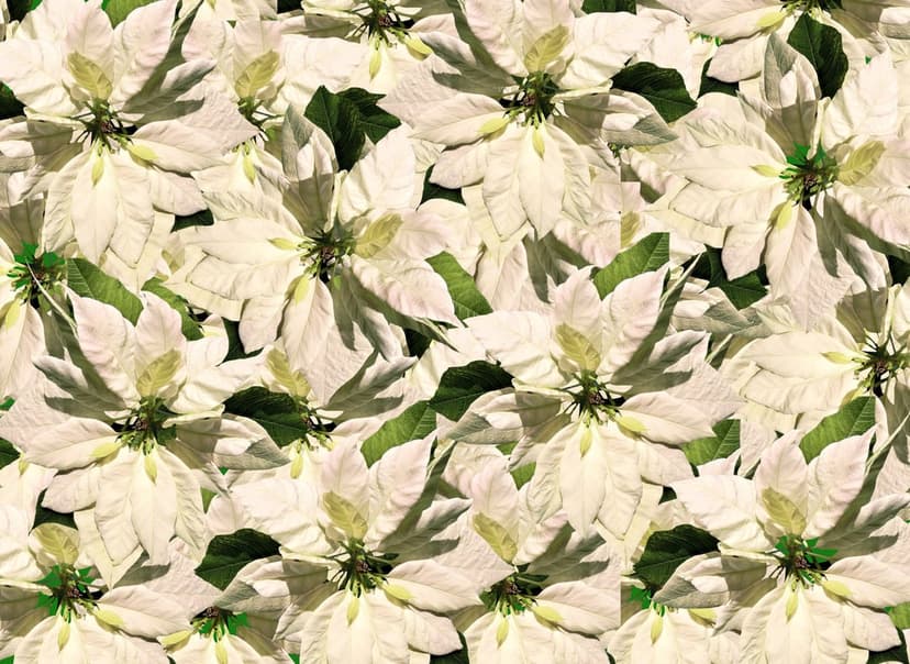 White poinsettia flowers with green leaves arranged in a repeating floral pattern for a seasonal phone background.