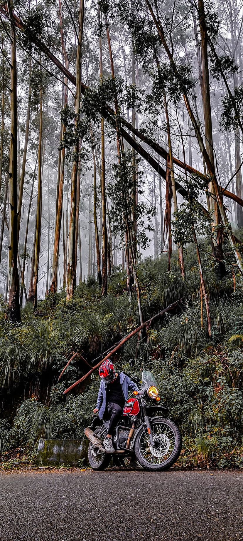 Motorcyclist in a red helmet travels along a path through a misty eucalyptus forest with tall trees and thick fog.