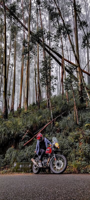 Motorcyclist in misty forest with tall trees