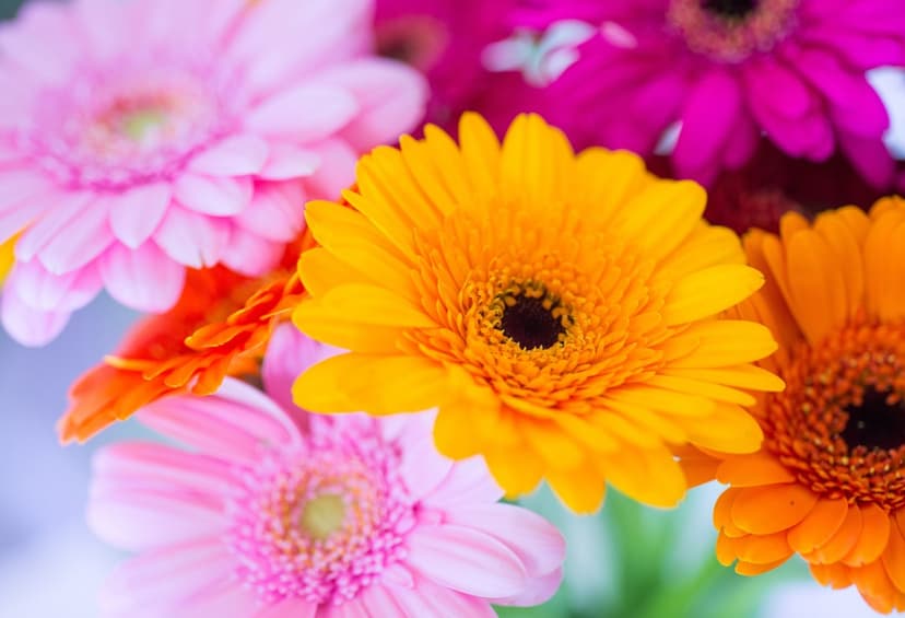Fuchsia and yellow Gerbera daisies with dark centers stand out against a soft-focus botanical background.