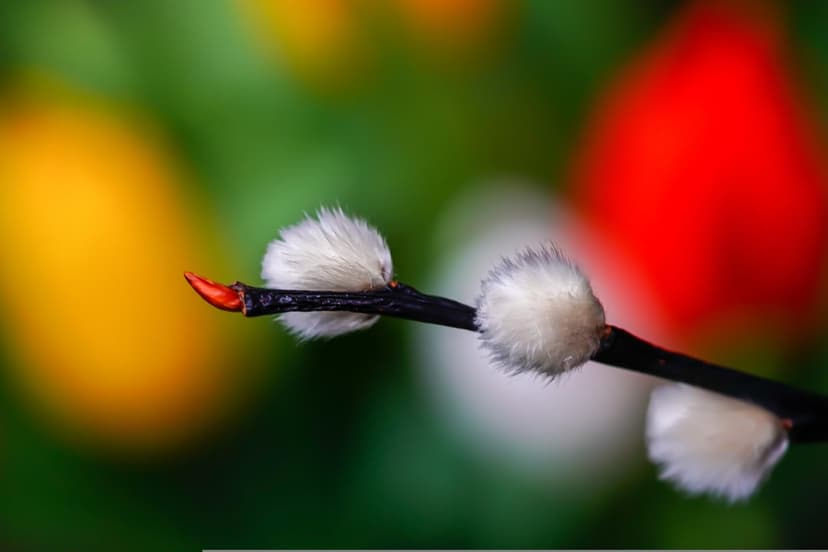 Pussy willow branch with fuzzy white catkins and a red tip against a blurred yellow and green bokeh background.