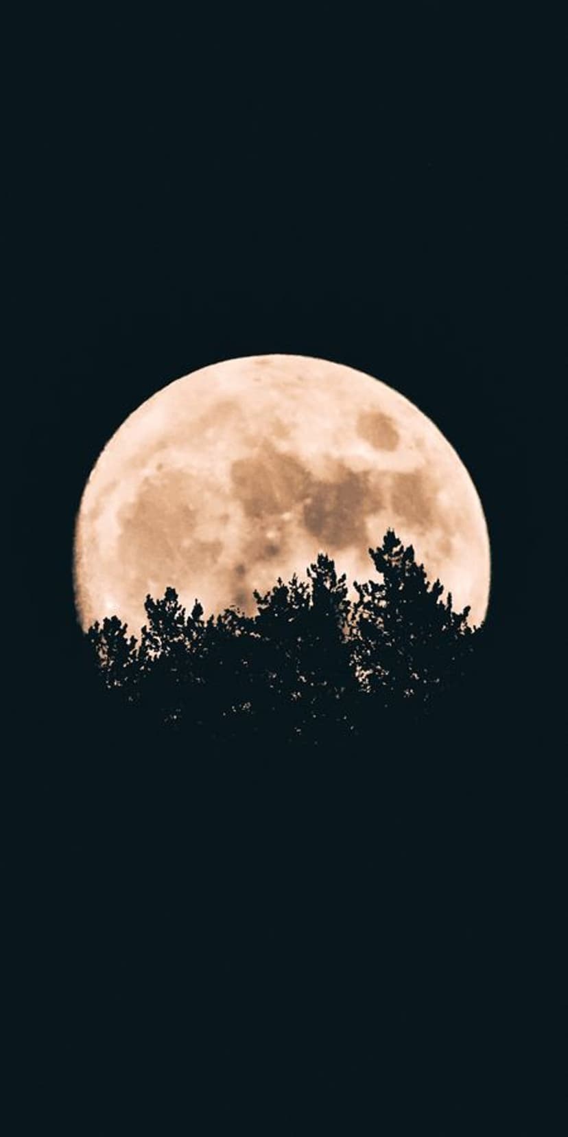 Full amber moon glowing behind a dark silhouette of treetops against a deep black night sky during a moonrise.