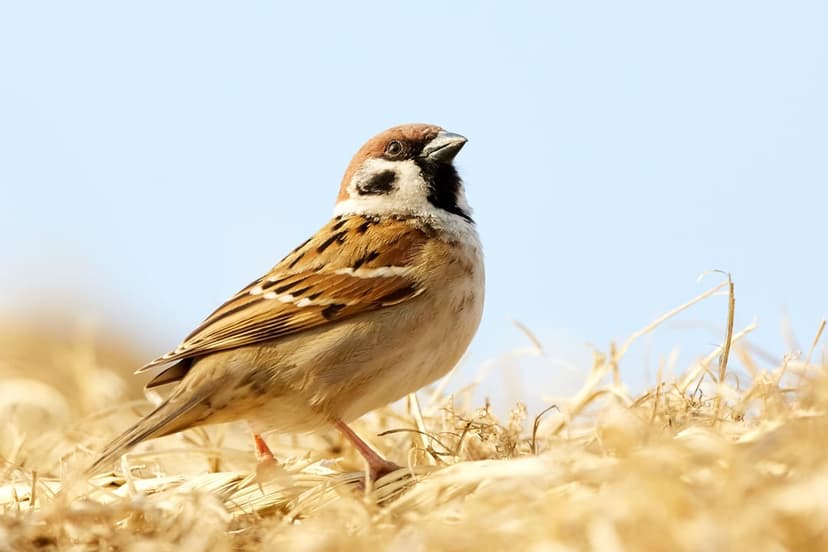 European tree sparrow with a brown cap perched on golden grass stalks against a blurred blue sky background.