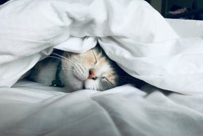 Sleepy Calico Cat Tucked in White Blanket Phone Wallpaper