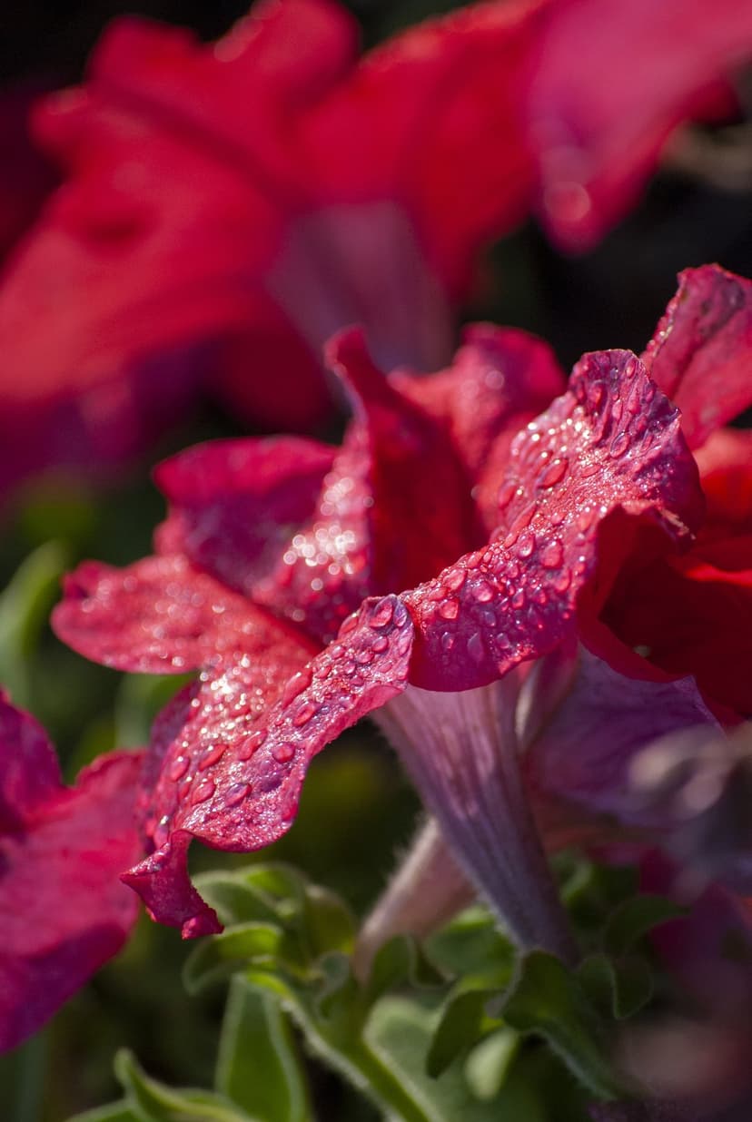 Red petunia petals covered in crystalline morning dewdrops with a soft green blurred background in macro detail.