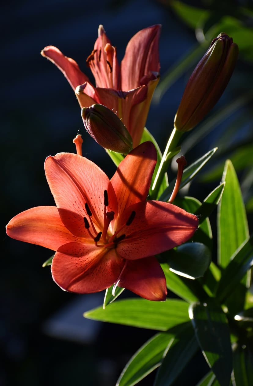 Orange lily flowers featuring dark stamen and sunlit petals stand out against a blurred green garden backdrop.