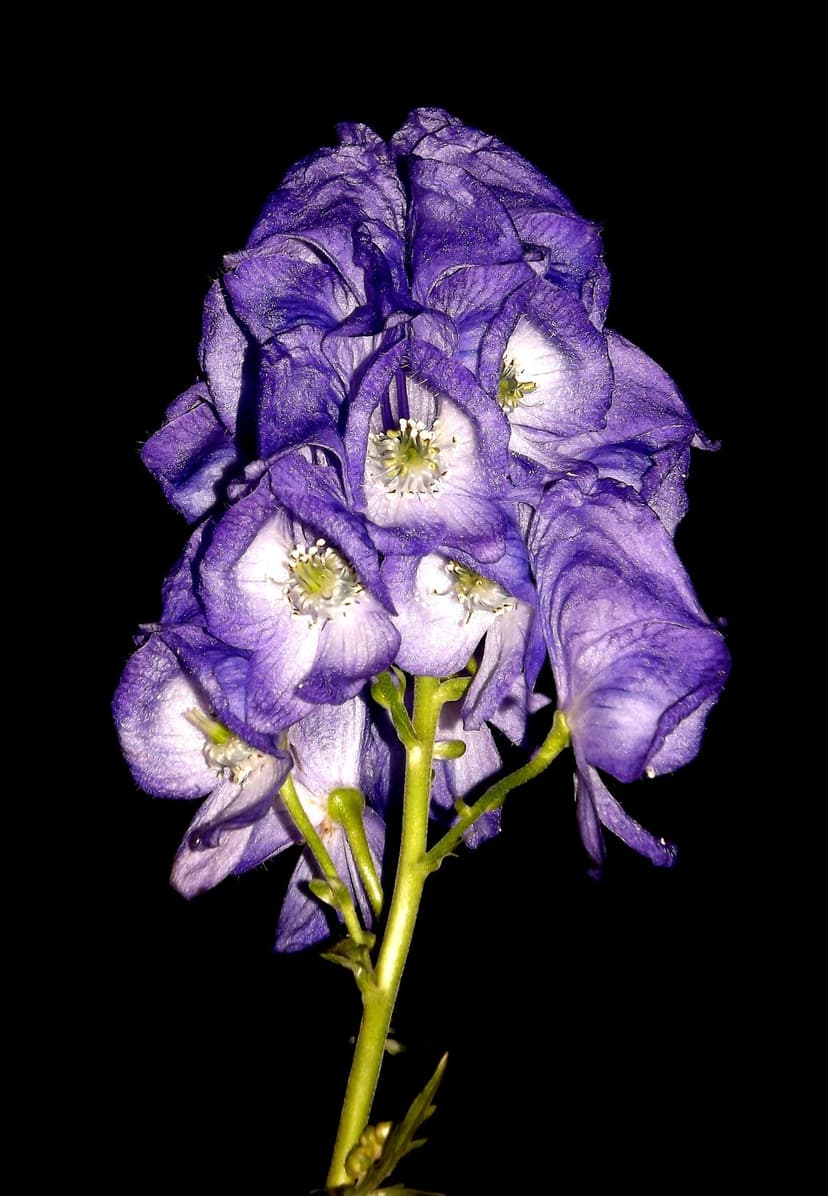 Purple monkshood flowers with white stamens and hooded petals stand out against a solid black backdrop.