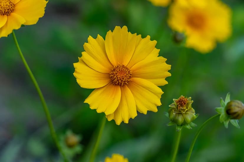 Yellow Coreopsis flower with serrated petals and a brown center against a blurred green garden background.