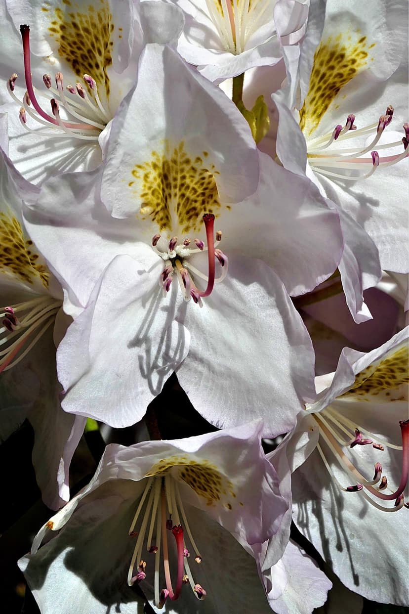 White rhododendron flowers with yellow spots and pink-tipped stamens glowing in soft, natural sunlight.