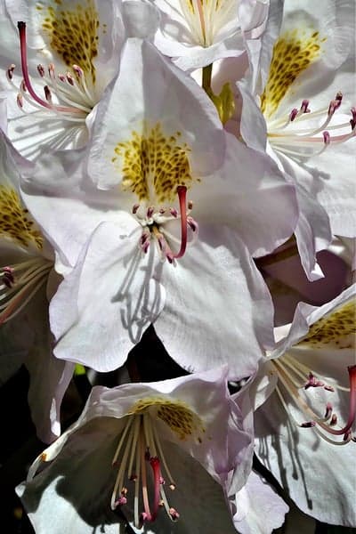 Close-up of delicate white rhododendron flowers with yellow spots
