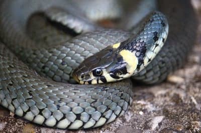 Close-up of a Grass Snake with Yellow Markings