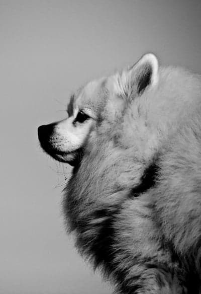 Black and white portrait of a fluffy Pomeranian dog