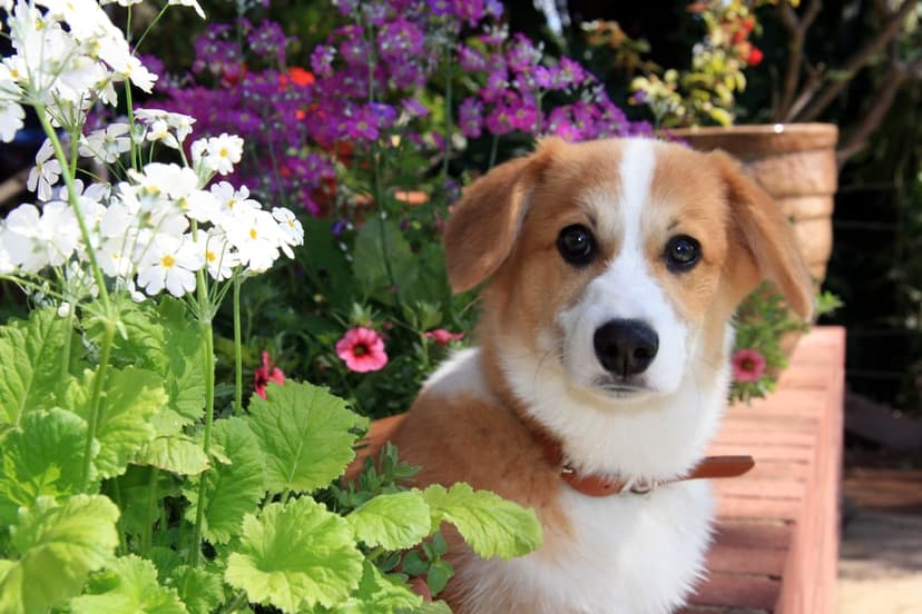 Pembroke Welsh Corgi puppy with a brown collar sitting among purple flowers and green garden leaves.
