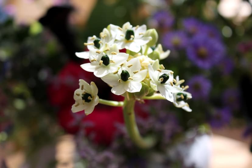 White star-shaped flowers with dark green centers bloom against a soft blurred purple and red background.