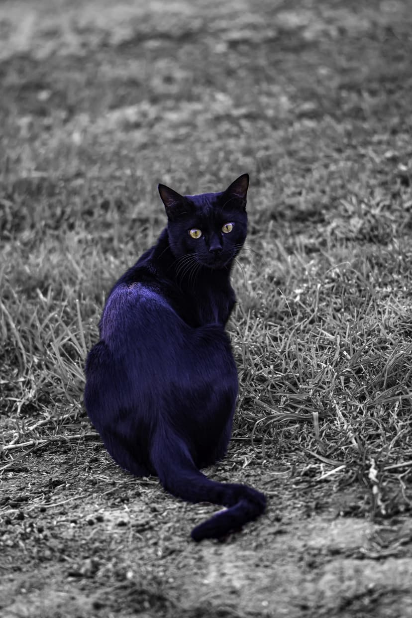 Black cat with purple fur and yellow eyes looking over its shoulder against a desaturated garden background.