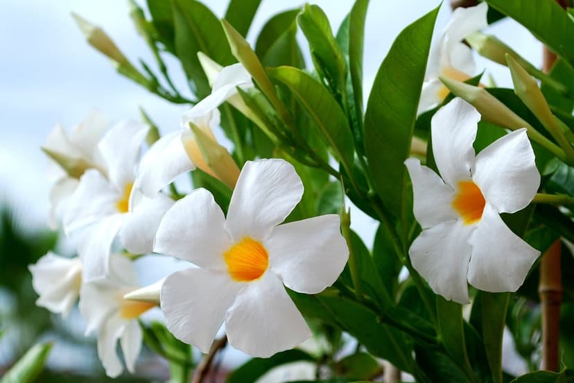White Dipladenia flowers with orange centers bloom against green leaves and a blue sky in bright summer sunlight.