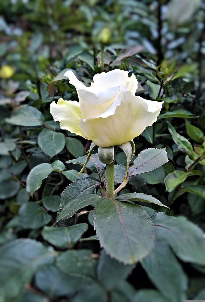 White rose bloom with delicate unfurling petals centered against a blurred background of dark green garden leaves.