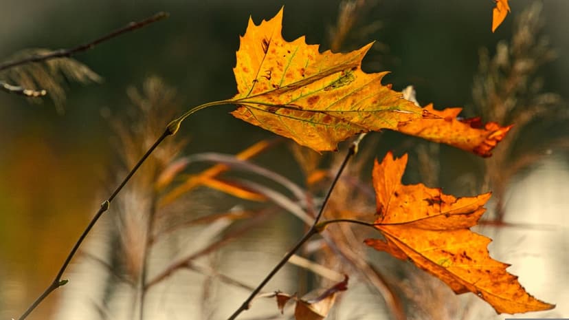 Golden maple leaves drift through warm sunlight against a blurred forest background in a vertical composition.