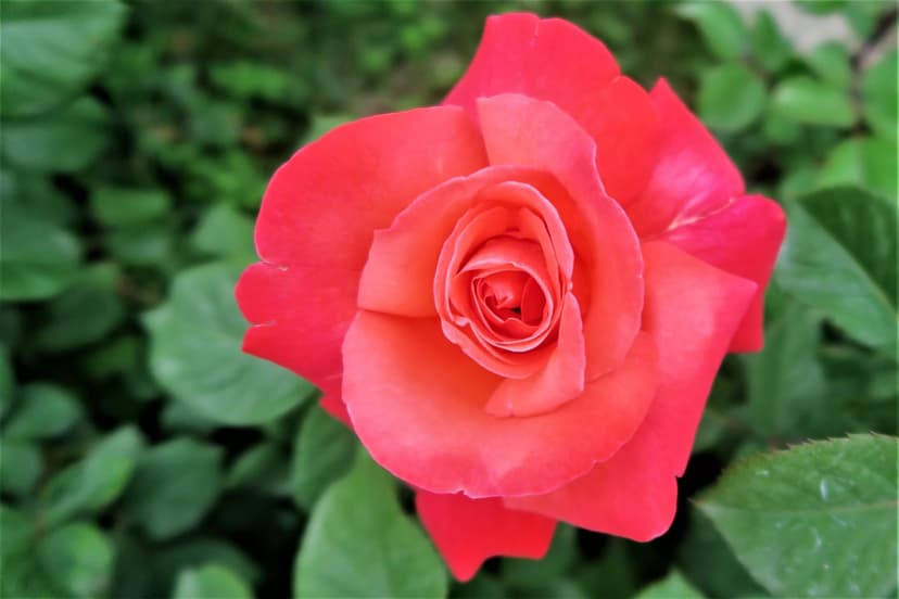 Coral rose with layered petals in sharp focus against a blurred green leaf background in soft natural sunlight.