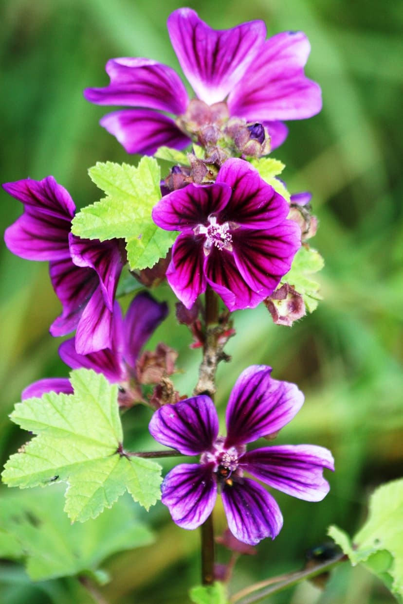 Purple mallow flowers with dark veins on their petals appear against a soft, blurred green foliage background.