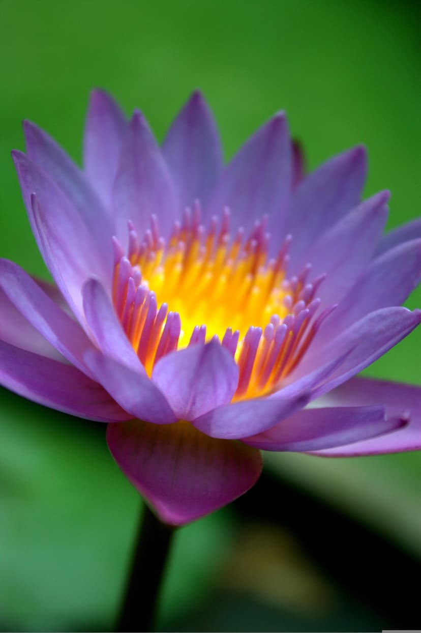Purple lotus flower with a bright yellow center and delicate petals against a soft green blurred background.