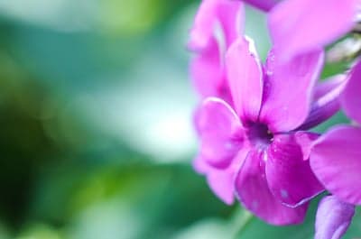 Vibrant Pink Phlox Bloom Vertical Flower Phone Wallpaper