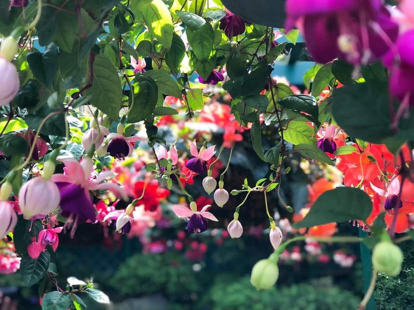 Fuchsia flowers with pink and purple petals hang from green stems against a soft bokeh garden background.