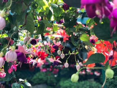Vibrant Fuchsia Flowers Blooming in Garden