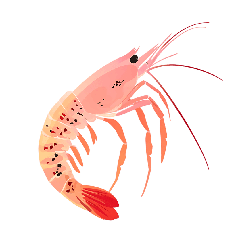 Pink shrimp with segmented shell and long antennae in a realistic digital illustration on a black background.