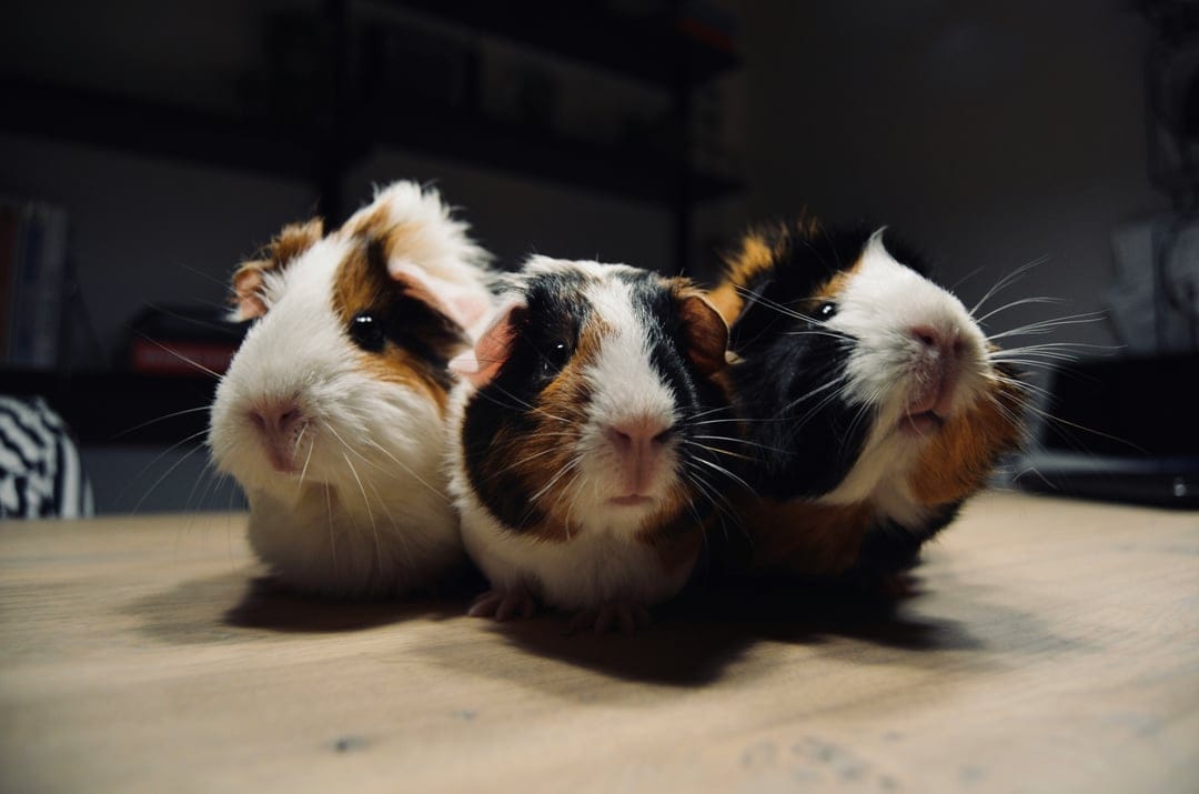 Three multi-colored guinea pigs huddle together on a light wooden surface with a blurred dark background.