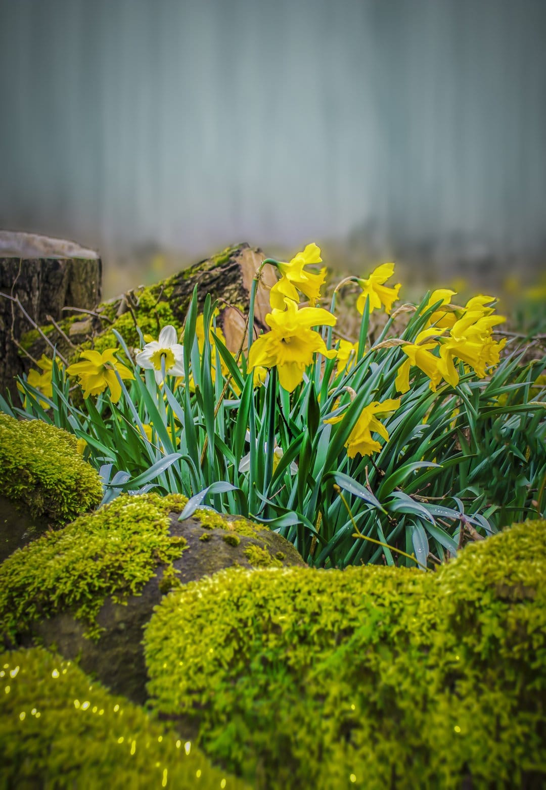 Yellow daffodils with green leaves grow next to moss-covered rocks and old tree stumps in a peaceful forest setting.