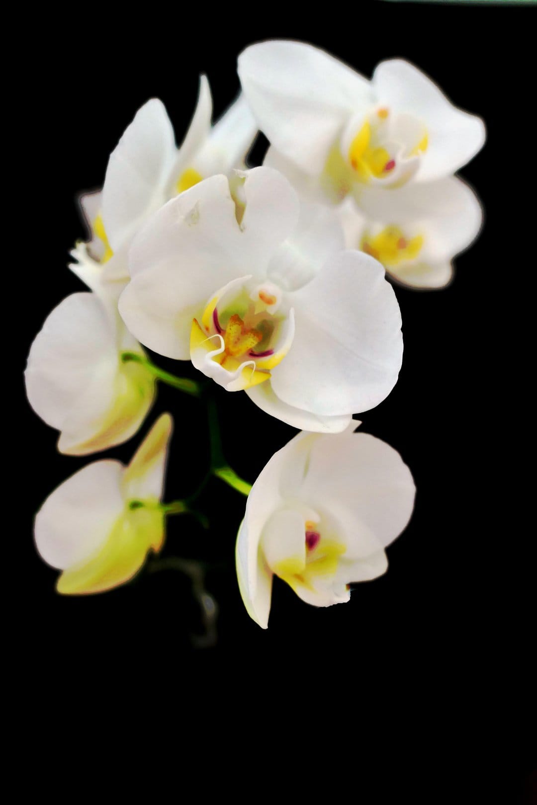 White Phalaenopsis orchids featuring yellow and red centers bloom against a solid, dark black background.