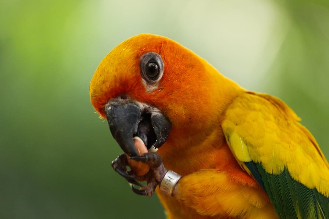 Sun Conure parrot holds a small nut in its beak and claw against a soft green out-of-focus background.